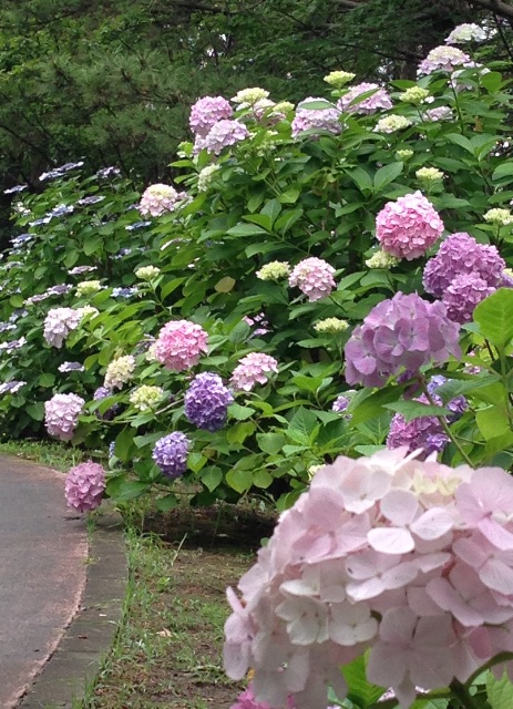 f:id:kinsankinsan:20150614233014j:image f:id:kinsankinsan:20150614233014j:image