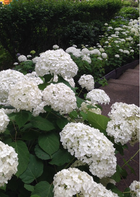 f:id:kinsankinsan:20150614233118j:image f:id:kinsankinsan:20150614233118j:image