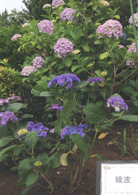f:id:kinsankinsan:20150614233201j:image f:id:kinsankinsan:20150614233201j:image