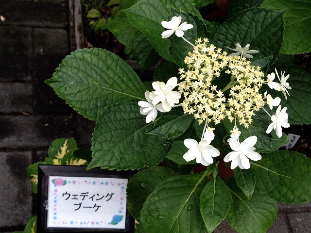 f:id:kinsankinsan:20150614233250j:image f:id:kinsankinsan:20150614233250j:image