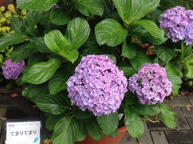 f:id:kinsankinsan:20150614235204j:image f:id:kinsankinsan:20150614235204j:image
