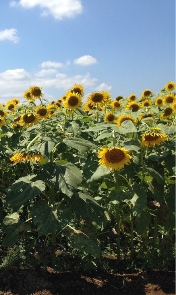 f:id:kinsankinsan:20150805001710j:image f:id:kinsankinsan:20150805001710j:image