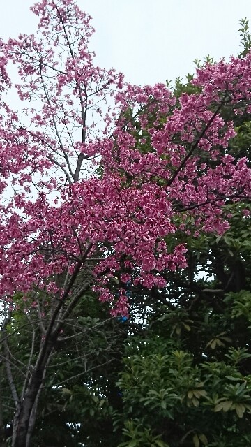 f:id:kinsankinsan:20160307221541j:image f:id:kinsankinsan:20160307221541j:image