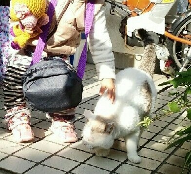 f:id:kinsankinsan:20160308220231j:image f:id:kinsankinsan:20160308220231j:image
