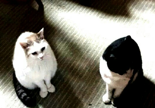 f:id:kinsankinsan:20160329173840j:image f:id:kinsankinsan:20160329173840j:image