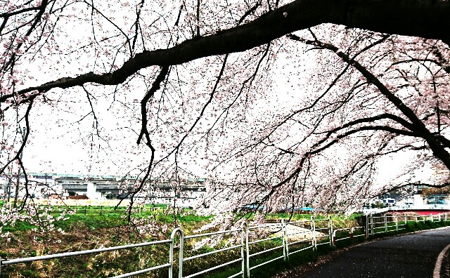 f:id:kinsankinsan:20160405230129j:image f:id:kinsankinsan:20160405230129j:image