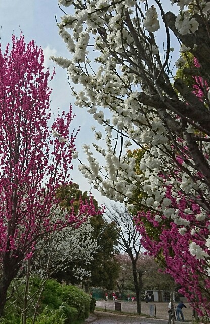 f:id:kinsankinsan:20160409234400j:image f:id:kinsankinsan:20160409234400j:image