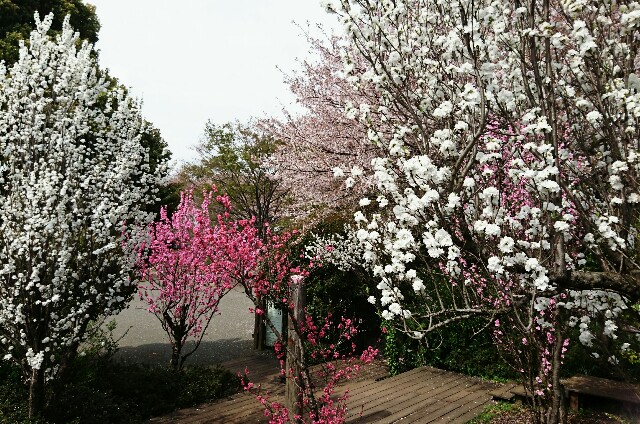 f:id:kinsankinsan:20160409234453j:image f:id:kinsankinsan:20160409234453j:image