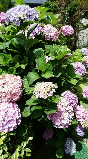 f:id:kinsankinsan:20160605165118j:image f:id:kinsankinsan:20160605165118j:image
