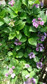 f:id:kinsankinsan:20160605165633j:image f:id:kinsankinsan:20160605165633j:image