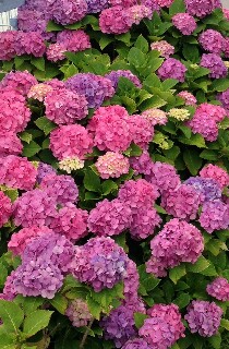 f:id:kinsankinsan:20160704234619j:image f:id:kinsankinsan:20160704234619j:image