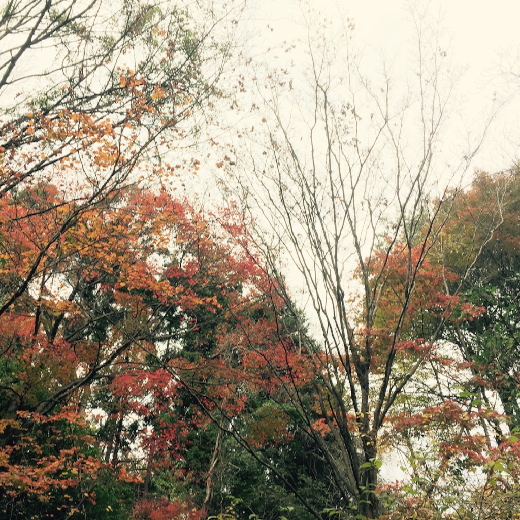 f:id:kippis45:20151129210047j:image f:id:kippis45:20151129210047j:image