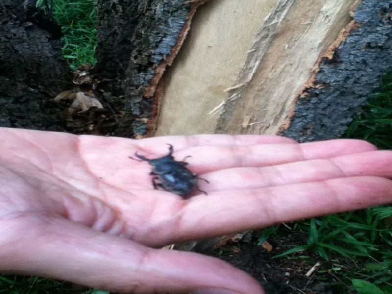 f:id:kirbyR:20120529212542j:image f:id:kirbyR:20120529212542j:image