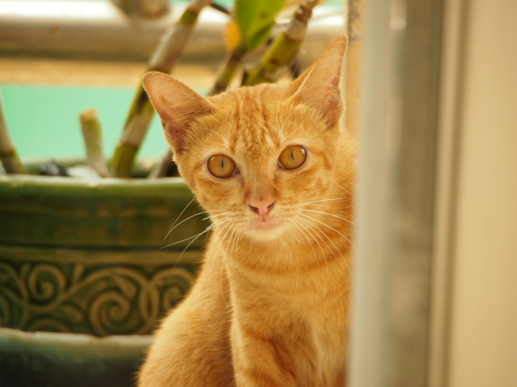 f:id:kirinnomori:20151016002505j:plain f:id:kirinnomori:20151016002505j:plain