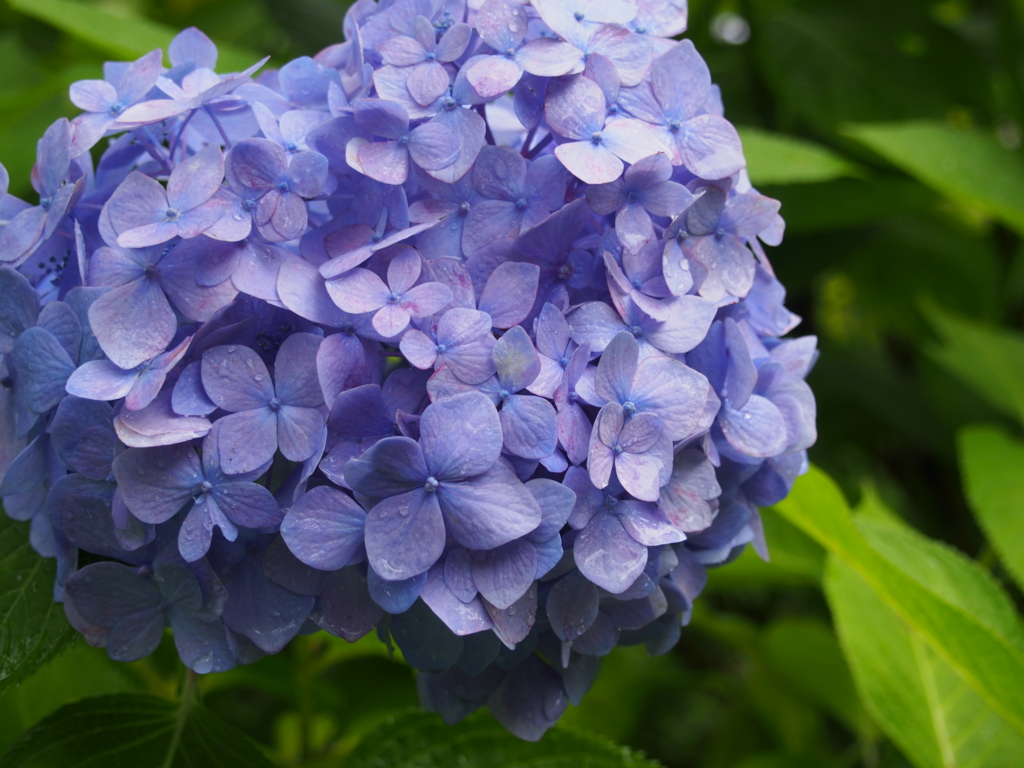 f:id:kisaragikyo:20150630234618j:plain f:id:kisaragikyo:20150630234618j:plain