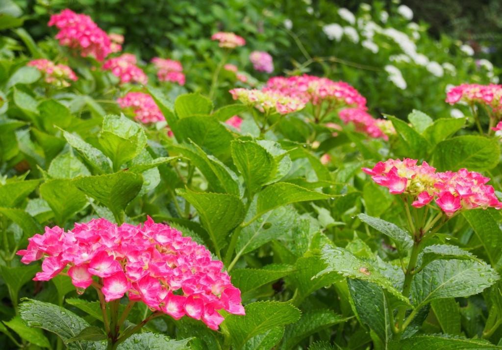 f:id:kisaragikyo:20150630234730j:plain f:id:kisaragikyo:20150630234730j:plain