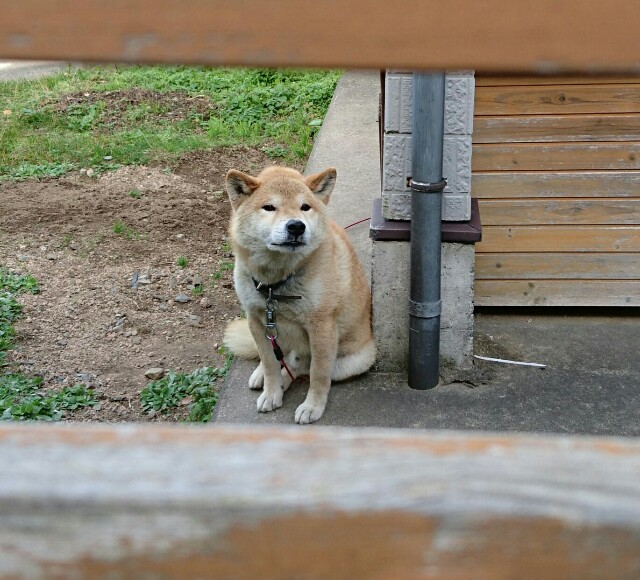 f:id:kisaragikyo:20151224154827j:image f:id:kisaragikyo:20151224154827j:image