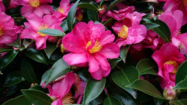 f:id:kisaragikyo:20160117163240j:image f:id:kisaragikyo:20160117163240j:image