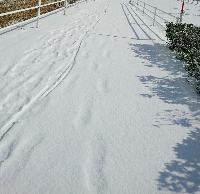 f:id:kisaragikyo:20160124170644j:image f:id:kisaragikyo:20160124170644j:image