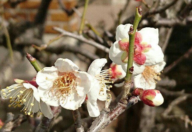 f:id:kisaragikyo:20160310150146j:image f:id:kisaragikyo:20160310150146j:image