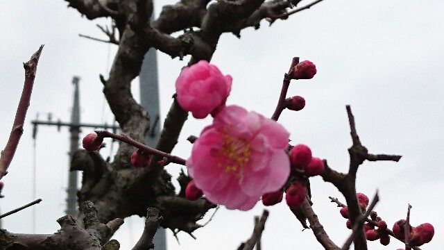 f:id:kisaragikyo:20160310150513j:image f:id:kisaragikyo:20160310150513j:image