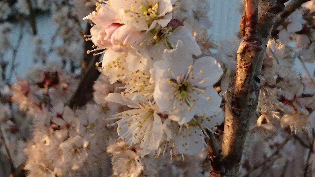 f:id:kisaragikyo:20160321114914j:image f:id:kisaragikyo:20160321114914j:image