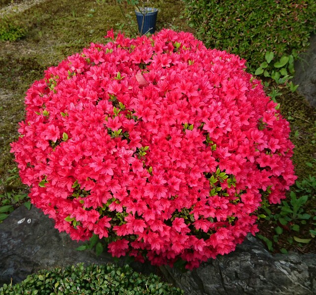 f:id:kisaragikyo:20160421222958j:image f:id:kisaragikyo:20160421222958j:image
