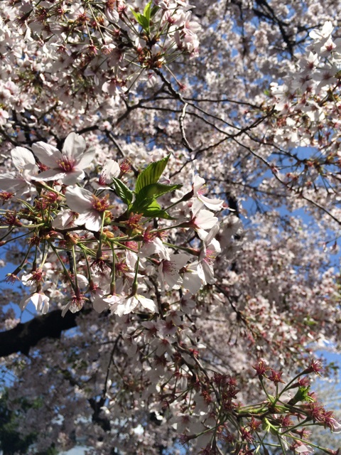 f:id:kisfavorite:20150402223249j:plain f:id:kisfavorite:20150402223249j:plain