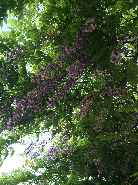 f:id:kisfavorite:20150507231207j:image f:id:kisfavorite:20150507231207j:image