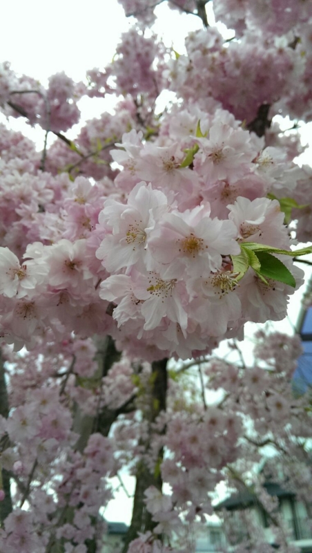 f:id:kisogawa_sugukon:20150410175437j:plain f:id:kisogawa_sugukon:20150410175437j:plain