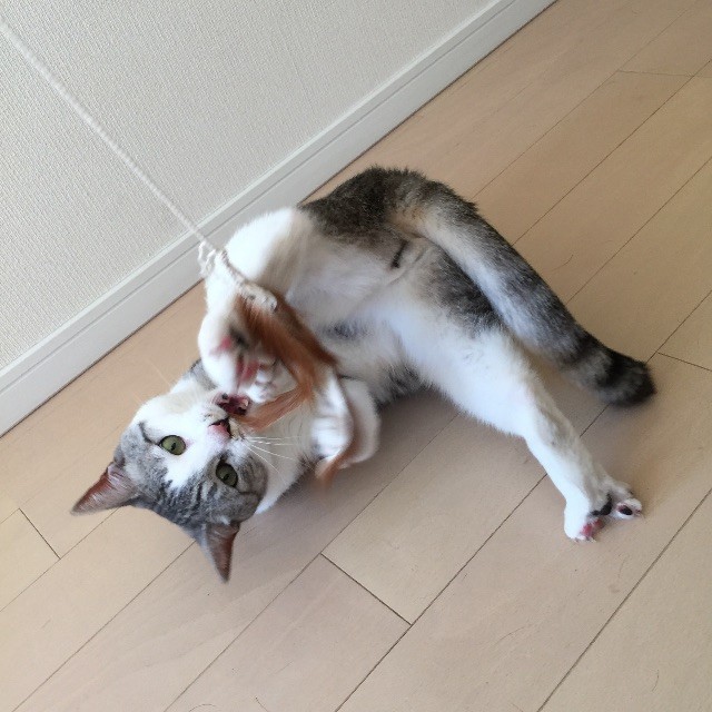 f:id:kita_yoo:20150507164811j:image f:id:kita_yoo:20150507164811j:image