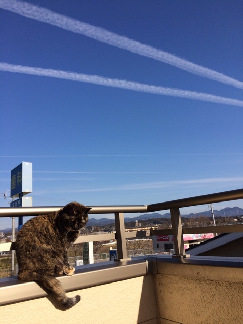 f:id:kitagawaanimals:20140201234818j:plain f:id:kitagawaanimals:20140201234818j:plain