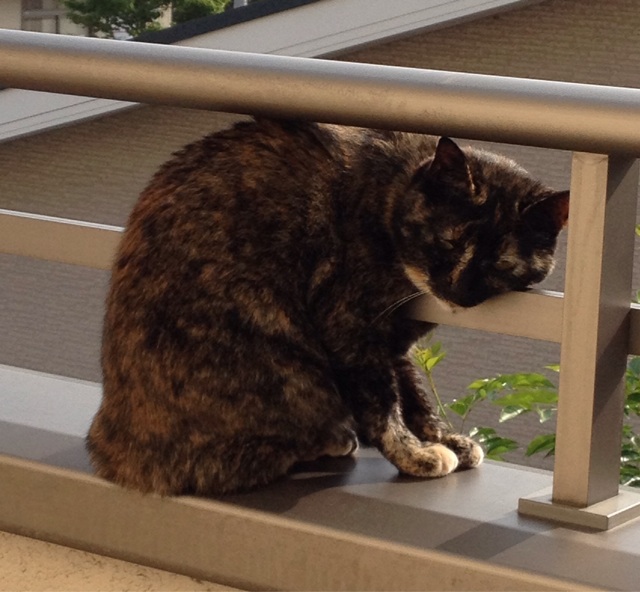 f:id:kitagawaanimals:20140602104801j:plain f:id:kitagawaanimals:20140602104801j:plain
