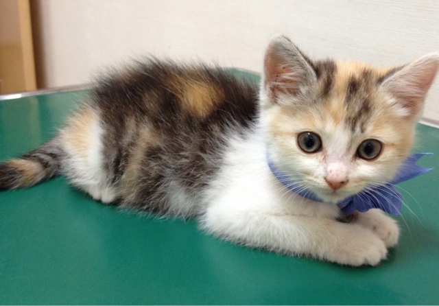 f:id:kitagawaanimals:20140617131516j:plain f:id:kitagawaanimals:20140617131516j:plain
