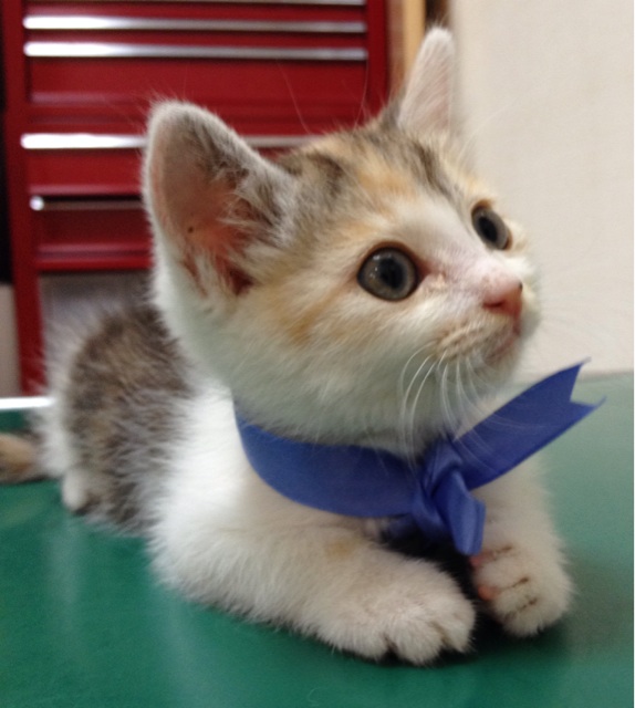 f:id:kitagawaanimals:20140617131536j:plain f:id:kitagawaanimals:20140617131536j:plain