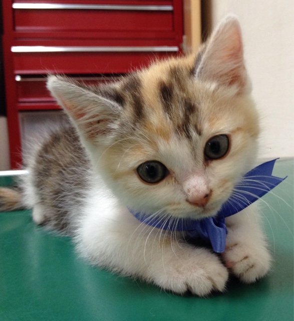 f:id:kitagawaanimals:20140617131614j:plain f:id:kitagawaanimals:20140617131614j:plain