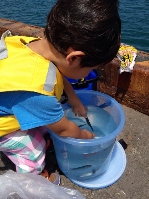 f:id:kitagawaanimals:20140626195446j:plain f:id:kitagawaanimals:20140626195446j:plain