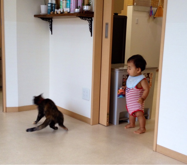 f:id:kitagawaanimals:20140721180505j:plain f:id:kitagawaanimals:20140721180505j:plain