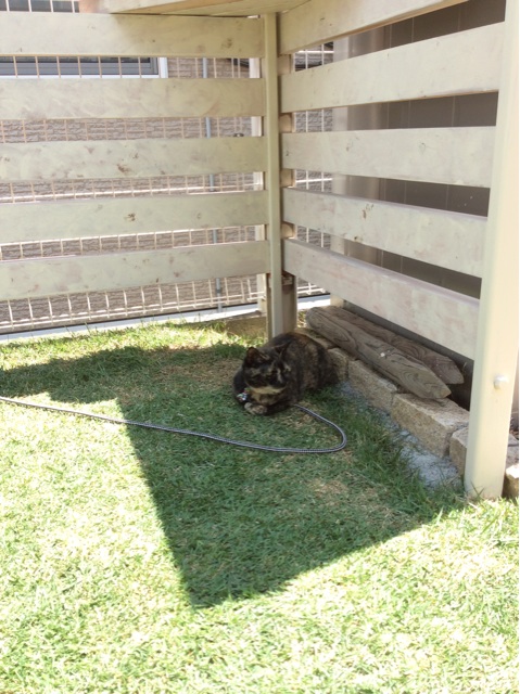 f:id:kitagawaanimals:20140729111216j:plain f:id:kitagawaanimals:20140729111216j:plain