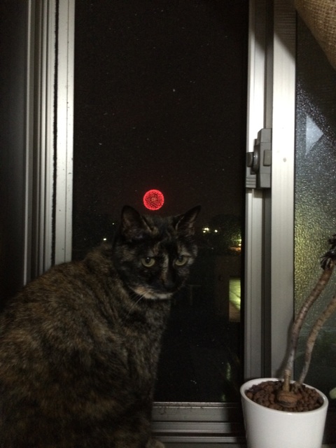 f:id:kitagawaanimals:20140810135623j:plain f:id:kitagawaanimals:20140810135623j:plain