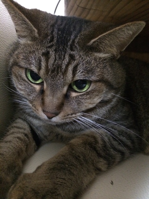 f:id:kitagawaanimals:20140810135643j:plain f:id:kitagawaanimals:20140810135643j:plain