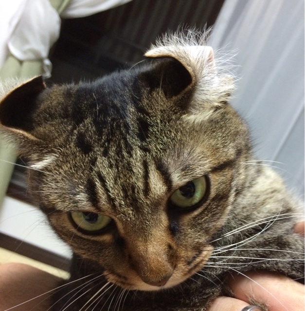 f:id:kitagawaanimals:20140811225122j:plain f:id:kitagawaanimals:20140811225122j:plain