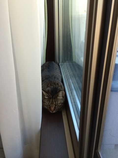 f:id:kitagawaanimals:20140820161319j:plain f:id:kitagawaanimals:20140820161319j:plain