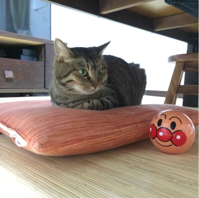 f:id:kitagawaanimals:20140827113834j:plain f:id:kitagawaanimals:20140827113834j:plain