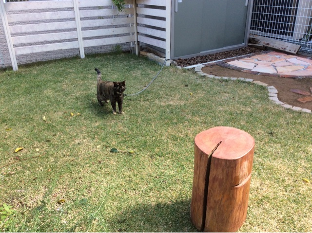 f:id:kitagawaanimals:20141024113727j:plain f:id:kitagawaanimals:20141024113727j:plain