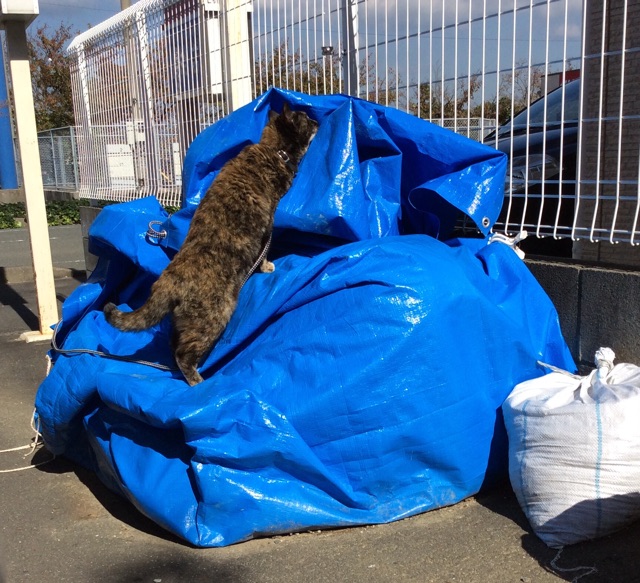 f:id:kitagawaanimals:20141108133253j:plain f:id:kitagawaanimals:20141108133253j:plain