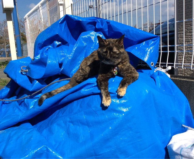 f:id:kitagawaanimals:20141108133341j:plain f:id:kitagawaanimals:20141108133341j:plain