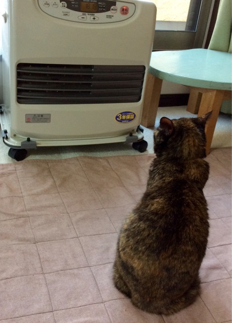 f:id:kitagawaanimals:20141208115506j:plain f:id:kitagawaanimals:20141208115506j:plain