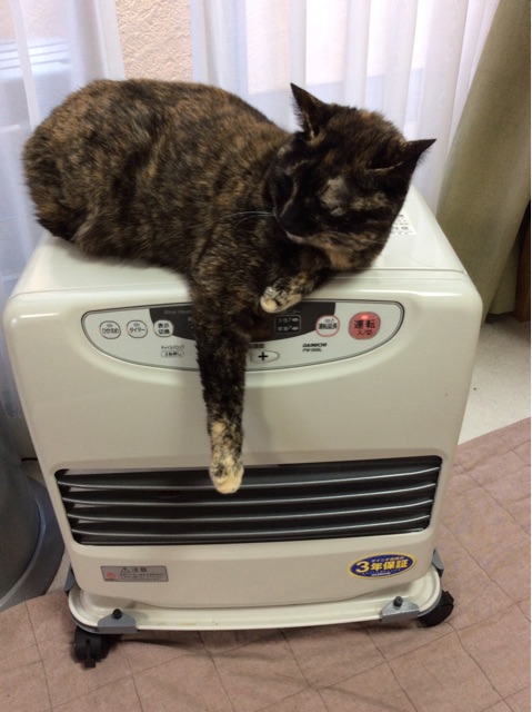 f:id:kitagawaanimals:20141217123409j:plain f:id:kitagawaanimals:20141217123409j:plain
