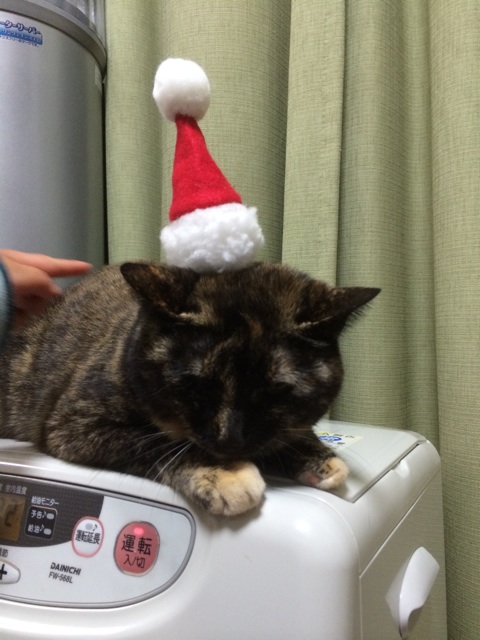 f:id:kitagawaanimals:20141224232738j:plain f:id:kitagawaanimals:20141224232738j:plain